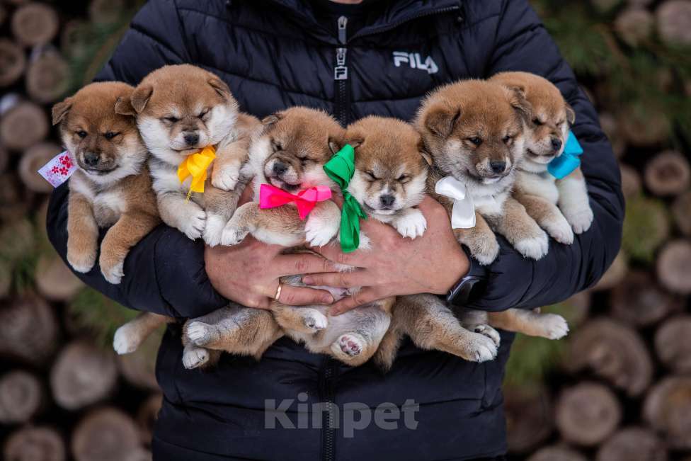 Собаки в Москве: Щенки сиба питомник  KuranDOGS Мальчик, 70 000 руб. - фото 1