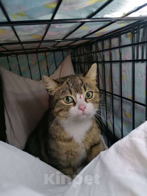 Кошки в Санкт-Петербурге: Кошка в добрые руки Девочка, Бесплатно - фото 2