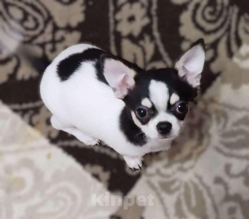 Собаки в Подольске: Щенок чихухуа Мальчик, 40 000 руб. - фото 2