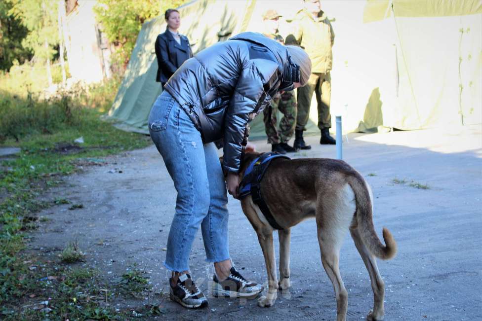 Собаки в других городах Московской области: Взрослый пёс в добрые руки Мальчик, Бесплатно - фото 2