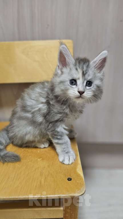 Кошки в Санкт-Петербурге: Котята мэйнкунов Мальчик, 30 000 руб. - фото 5