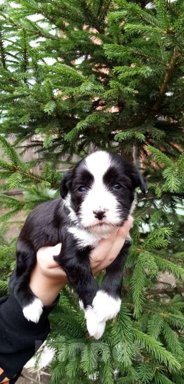 Собаки в Москве: Щенки тибетского терьера  Девочка, 70 000 руб. - фото 8