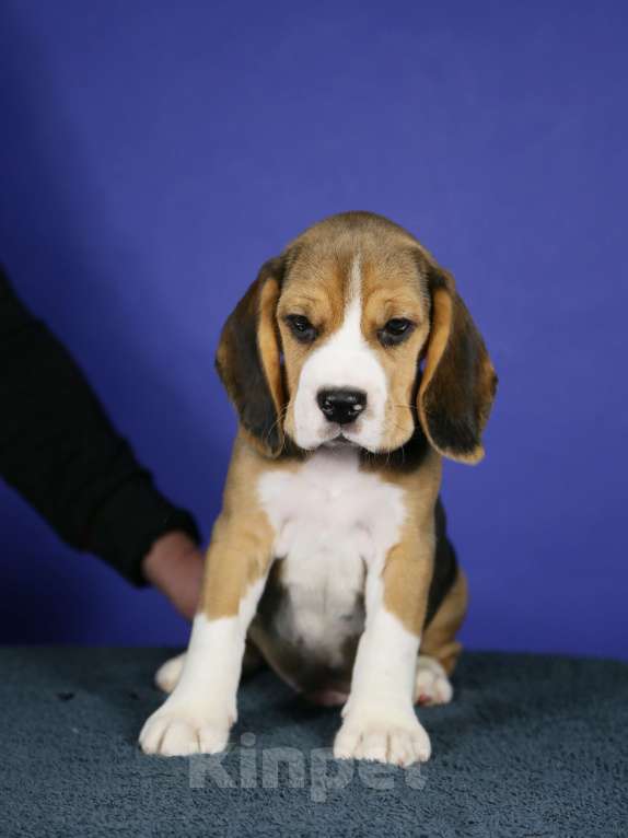 Собаки в Москве: Щенки бигль п-к Кара Урус Разнополые, 50 000 руб. - фото 2