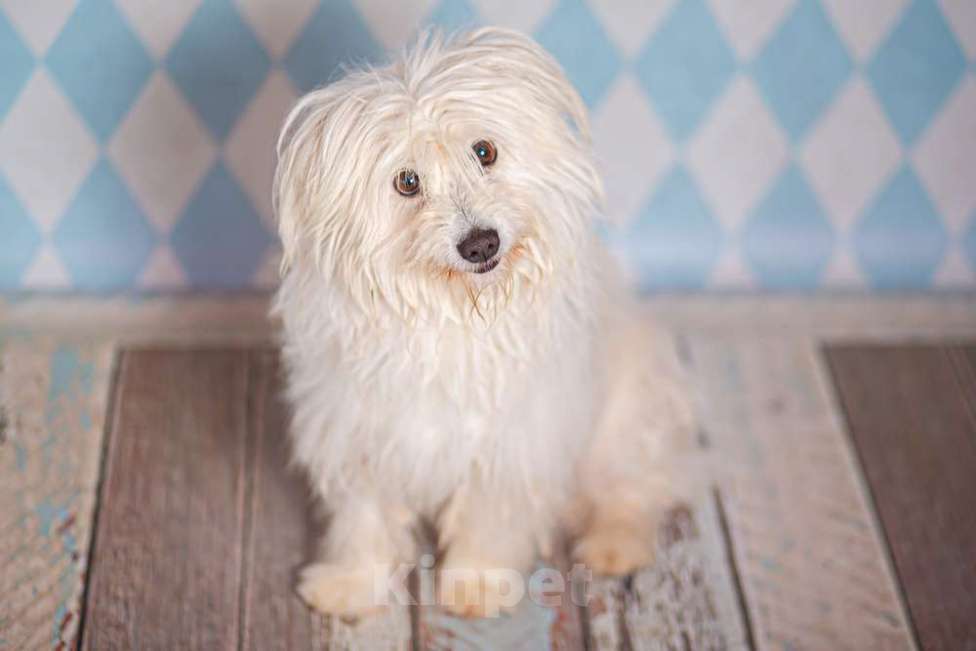 Собаки в Москве: Белая болонка Бэкки в добрые руки Девочка, 1 руб. - фото 4