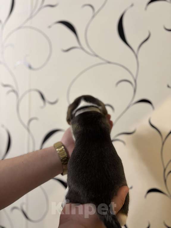 Собаки в Белгороде: Бигль 04.01.2025 г.р. Мальчик  Мальчик, 30 000 руб. - фото 2