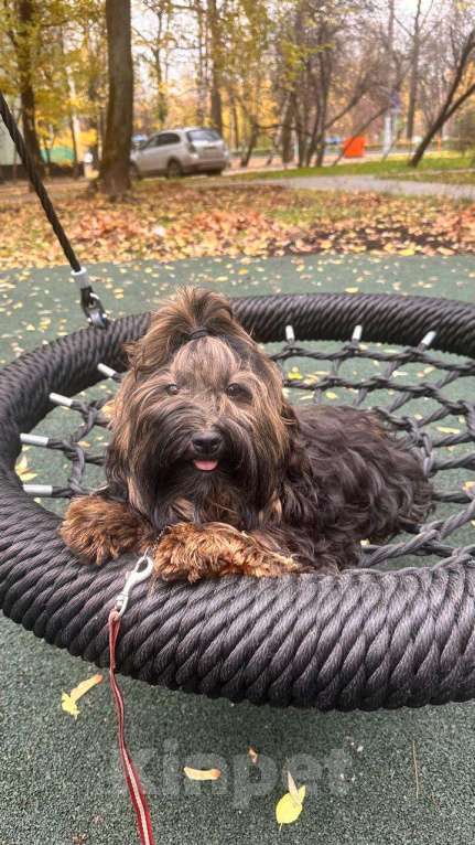 Собаки в Москве: Обаятельная девочка Хаванез  Девочка, 90 000 руб. - фото 4