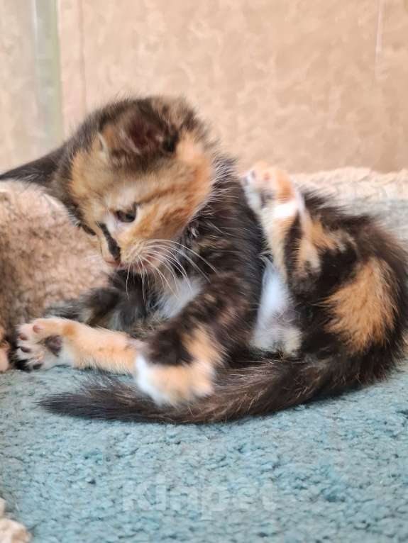 Кошки в Москве: Трехцветный котёнок в добрые руки  Девочка, Бесплатно - фото 10