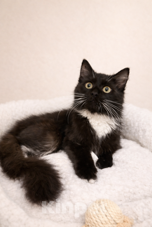 Кошки в Москве: Котенок Гвоздика скорее хочет на ручки Девочка, Бесплатно - фото 3