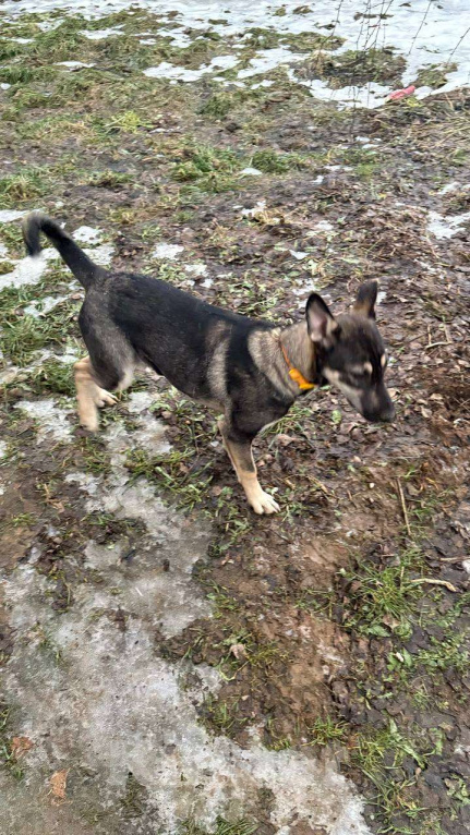 Собаки в Люберцах: Ласковая девочка Девочка, Бесплатно - фото 7