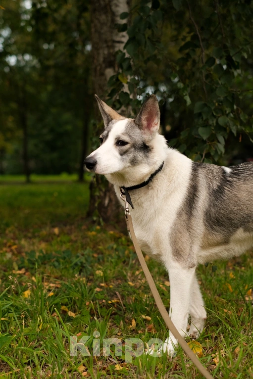 Собаки в Санкт-Петербурге: Рея из приюта в добрые руки Девочка, Бесплатно - фото 8