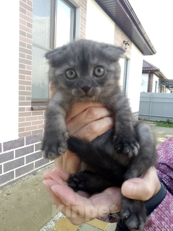 Кошки в других городах Краснодарского края: Котята шотландской вислоухой Мальчик, 3 000 руб. - фото 6
