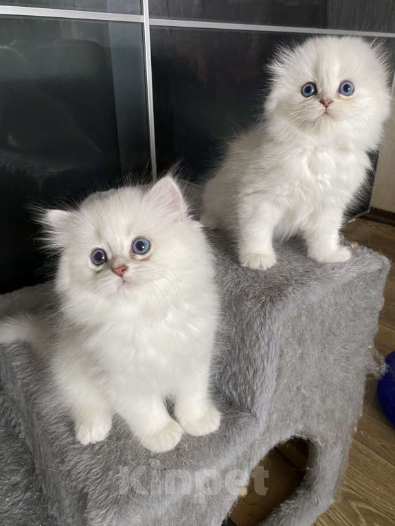 Кошки в Москве: Хайленды Мальчик, 65 000 руб. - фото 2