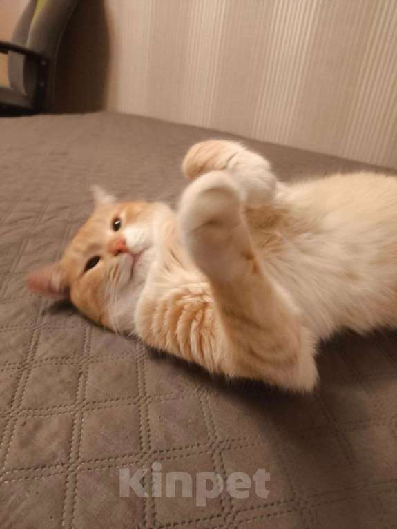 Кошки в Пушкино: Сахарок ищет дом! Мальчик, Бесплатно - фото 2