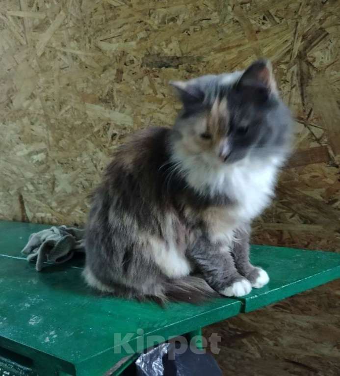 Кошки в Курске: Найдена кошка Девочка, Бесплатно - фото 1