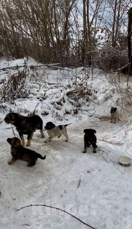Собаки в Иркутске: Щенки в добрые руки  Мальчик, Бесплатно - фото 2
