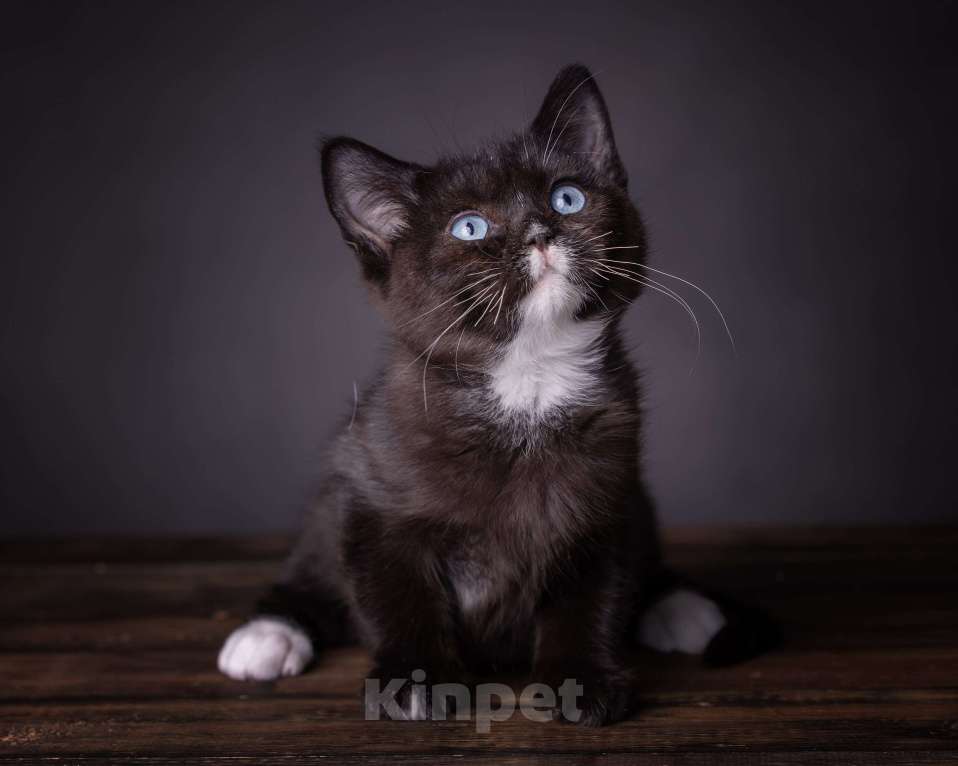 Кошки в Москве: Британский котенок с доминантными голубыми глазами! Мальчик, 50 000 руб. - фото 2