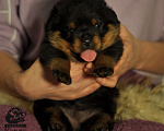 Собаки в Иваново: Щенки ротвейлера от импортного производителя! 💥 Мальчик, 55 руб. - фото 8
