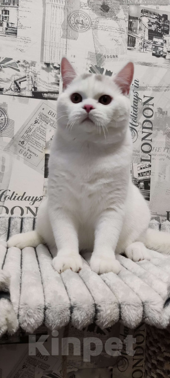 Кошки в Москве: Белый британский котенок 7 месяцев Мальчик, 35 000 руб. - фото 1