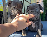 Собаки в Донецке: мальчик и девочка французский бульдог щенки лиловый Девочка, 70 000 руб. - фото 4