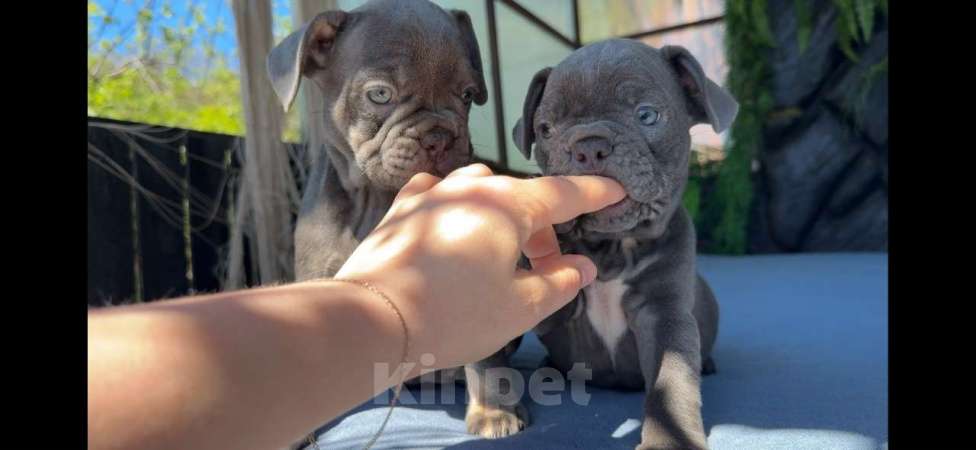Собаки в Донецке: мальчик и девочка французский бульдог щенки лиловый Девочка, 70 000 руб. - фото 4