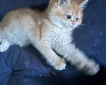 Кошки в Саке: Котята! Девочка, 20 000 руб. - фото 7