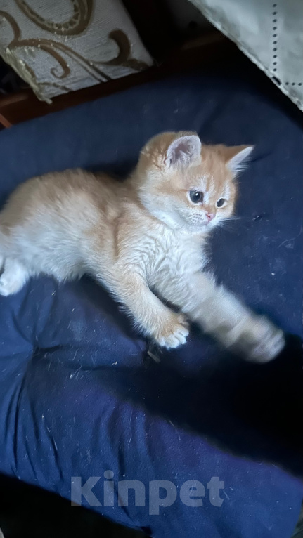 Кошки в Саке: Котята! Девочка, 20 000 руб. - фото 7