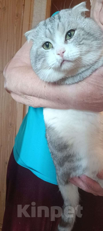 Кошки в Москве: Домашний котик в беде, срочно нужен дом Мальчик, Бесплатно - фото 2