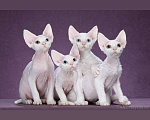 Кошки в Москве: Белые мальчики Девон-рекс Мальчик, Бесплатно - фото 3