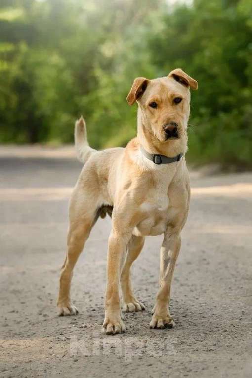 Собаки в Ярославле: Батон ждет Вас в приюте! Мальчик, Бесплатно - фото 5