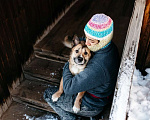 Собаки в Москве: Корги рыжего окраса Иви в добрые руки Девочка, 1 руб. - фото 2