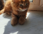 Кошки в Санкт-Петербурге: Котёнок Мейн Кун Мальчик, Бесплатно - фото 3