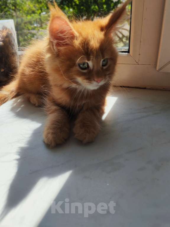 Кошки в Санкт-Петербурге: Котёнок Мейн Кун Мальчик, Бесплатно - фото 3