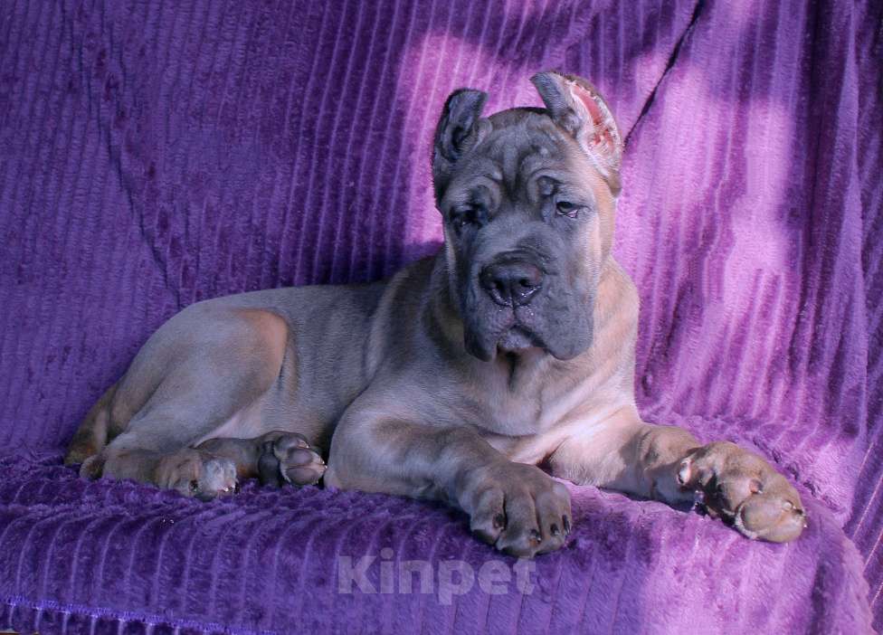 Собаки в Улане-Удэ: Кане корсо. Верные друзья. Мальчик, 80 000 руб. - фото 9