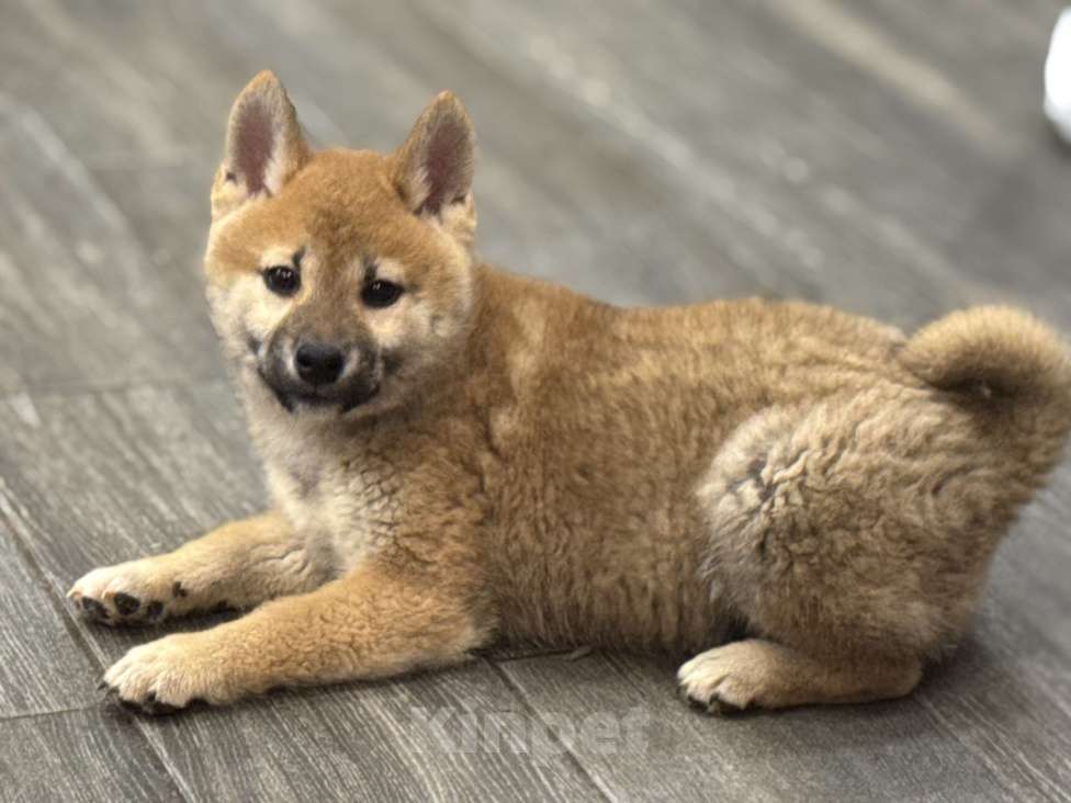 Собаки в Балашихе: Мальчик сиба  Мальчик, 35 000 руб. - фото 3