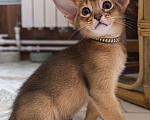 Кошки в других городах Московской области: Абиссинский котик  Мальчик, 75 000 руб. - фото 1