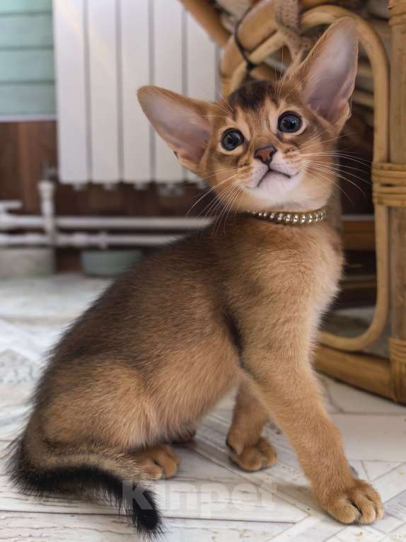 Кошки в других городах Московской области: Абиссинский котик  Мальчик, 75 000 руб. - фото 1