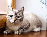 Кошки в Москве: Котята-подростки — метисы тайской и британской породы в дар Девочка, Бесплатно - фото 9