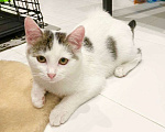 Кошки в Москве: Добрейший котенок Ландыш ищет дом Мальчик, Бесплатно - фото 2