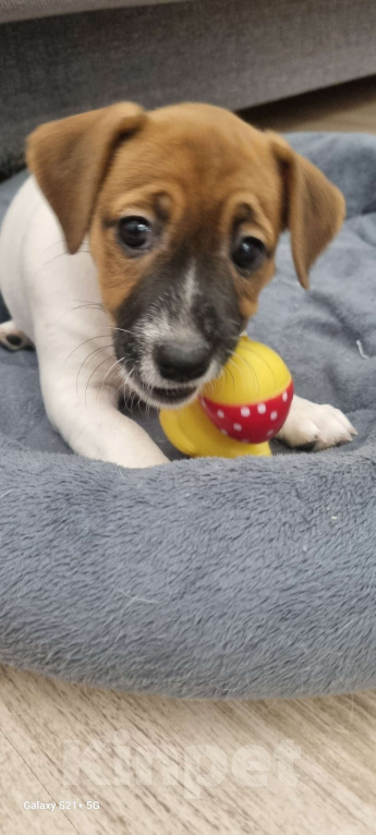 Собаки в Хабаровске: Перспективна для выставок.  Также будет прекрасным домашним любимцем. Имеет отличный темпера Девочка, 35 000 руб. - фото 2