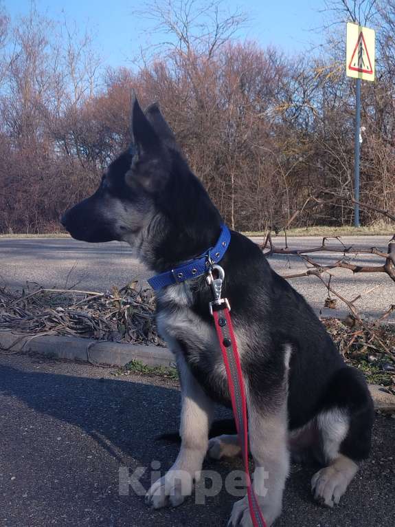 Собаки в других городах Краснодарского края: Щенки Восточноевропейской овчаркиок Разнополые, Бесплатно - фото 5