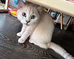 Кошки в Одинцово: Продается шотландская породистая кошечка Девочка, 35 000 руб. - фото 2