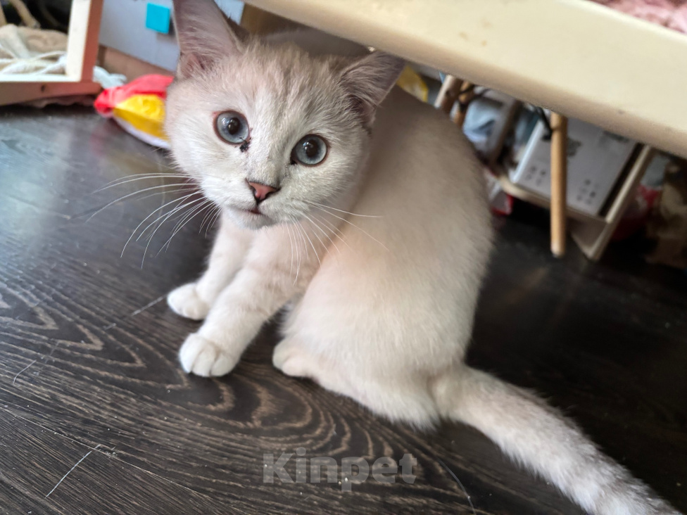 Кошки в Одинцово: Продается шотландская породистая кошечка Девочка, 35 000 руб. - фото 2