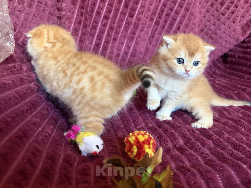 Кошки в Москве: Котик золотая шиншилла табби Мальчик, 30 000 руб. - фото 7