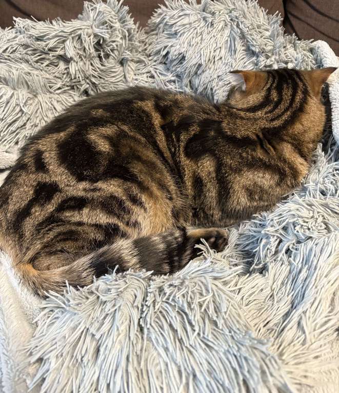 Кошки в Таганроге: Потерялся кот Мальчик, 5 000 руб. - фото 4