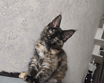 Кошки в Москве: Котёнок, Мейн кун Гера Девочка, Бесплатно - фото 4