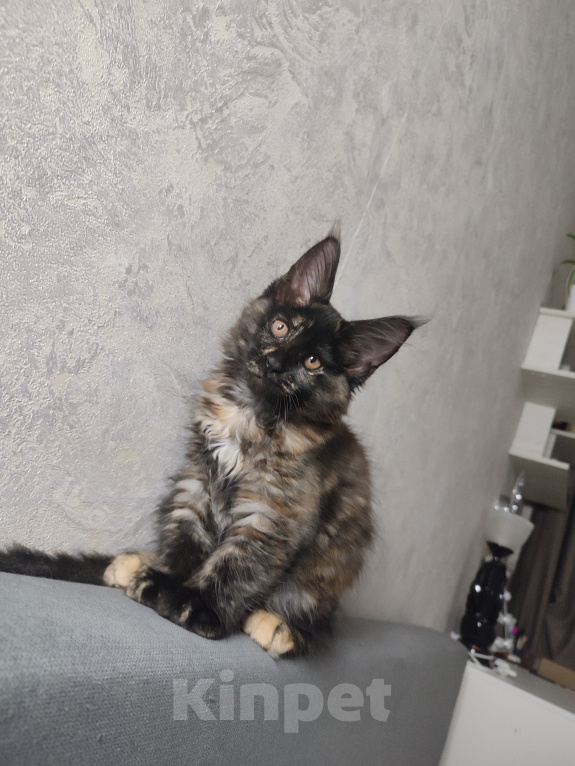 Кошки в Москве: Котёнок, Мейн кун Гера Девочка, Бесплатно - фото 4