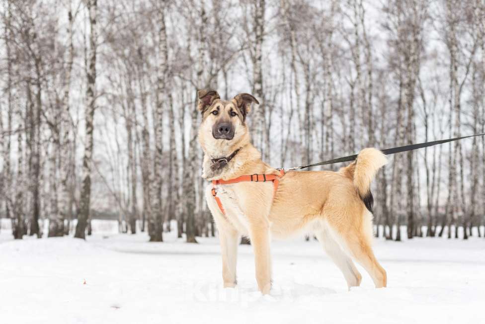 Собаки в Москве: Сестрёнка и брат ищут родителей Мальчик, Бесплатно - фото 5