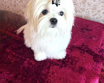 Собаки в Екатеринбурге: Мальтийская болонка — отличный выбор для дома. Девочка, Бесплатно - фото 4