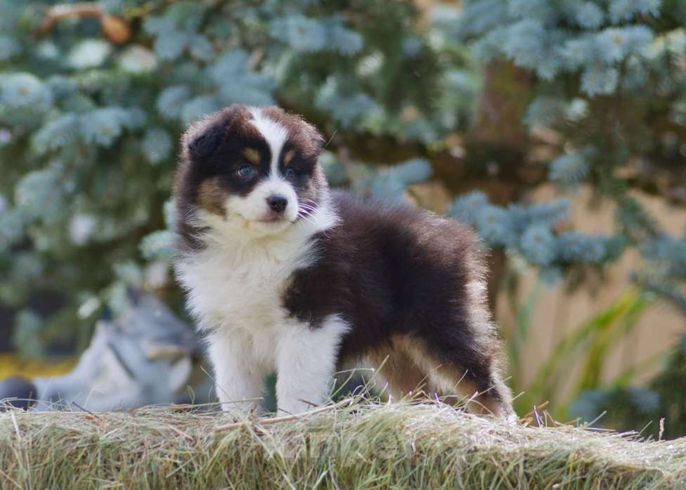 Собаки в Пушкино: Щенки австралийской овчарки  Мальчик, Бесплатно - фото 4