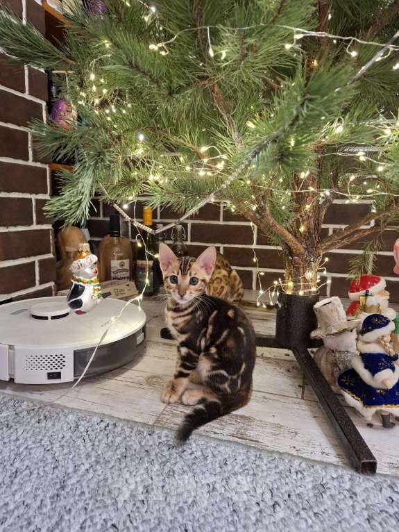 Кошки в Ростове-на-Дону: Бенгальские котята Девочка, 17 000 руб. - фото 4